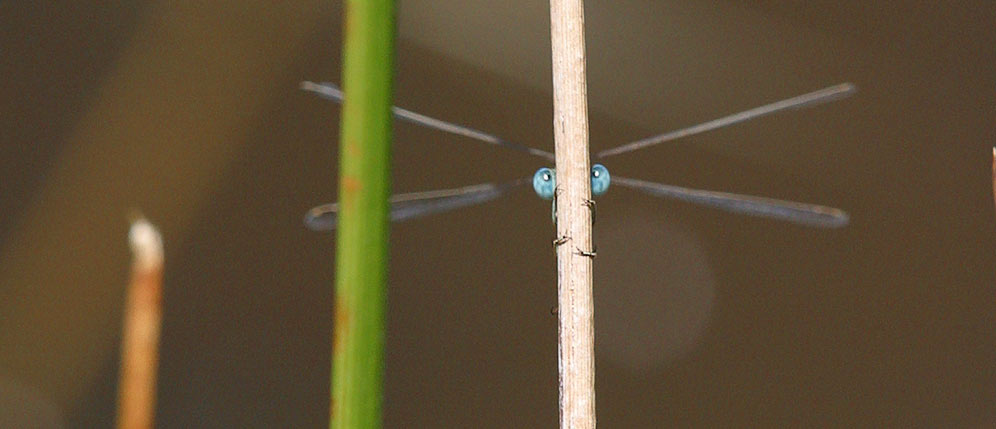 Pallid Spreadwing